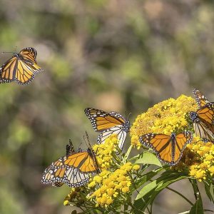 FIN DE AÑO ENTRE MARIPOSAS